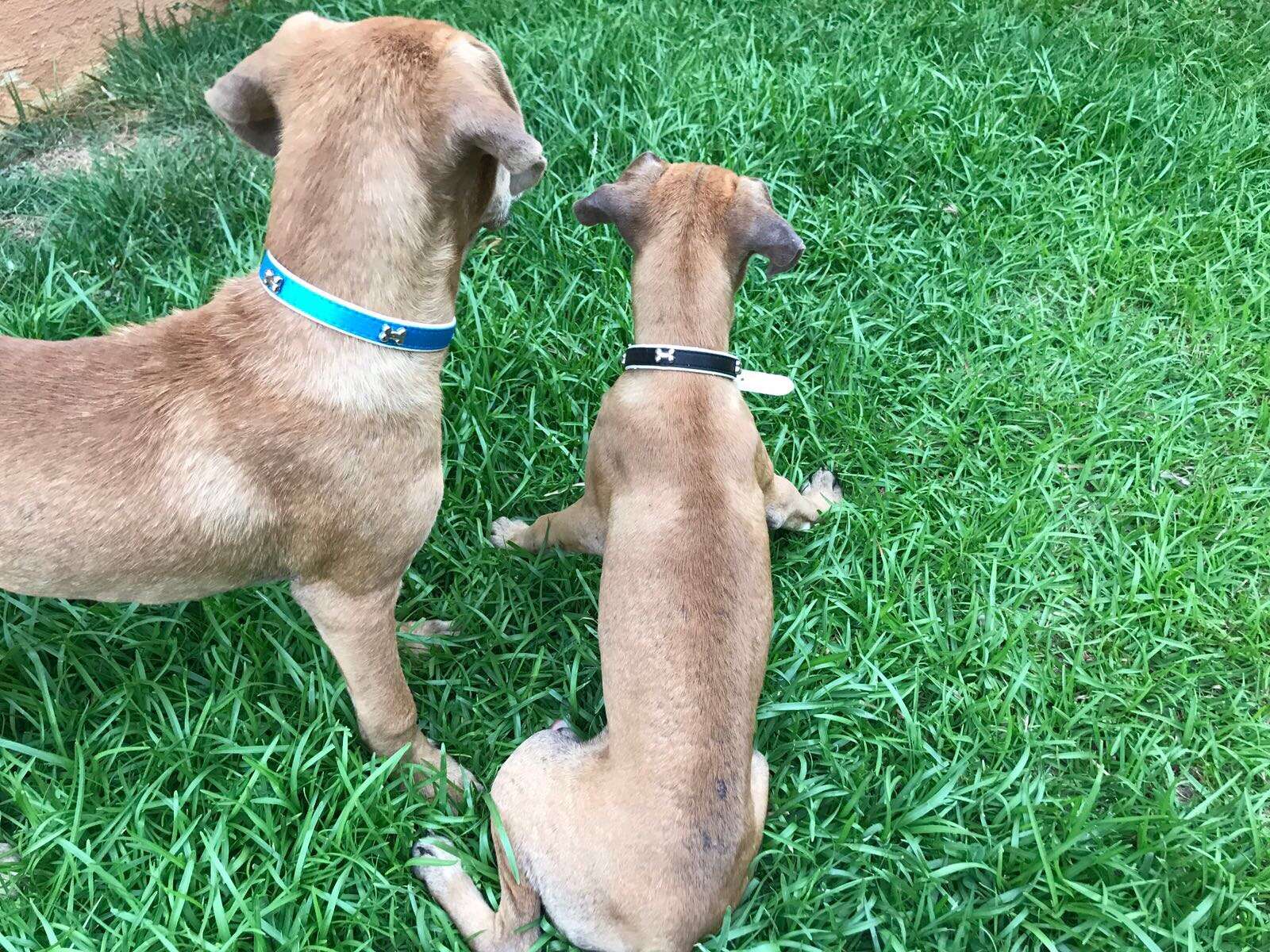 Rescue dogs together on grassy lawn