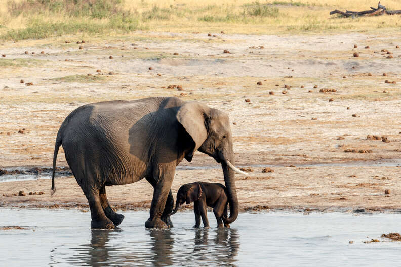 US To Reverse Ban On Bringing Elephant Trophies From Africa - The Dodo