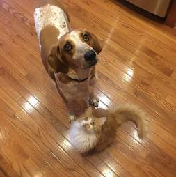 coonhound lab dog violet rescue