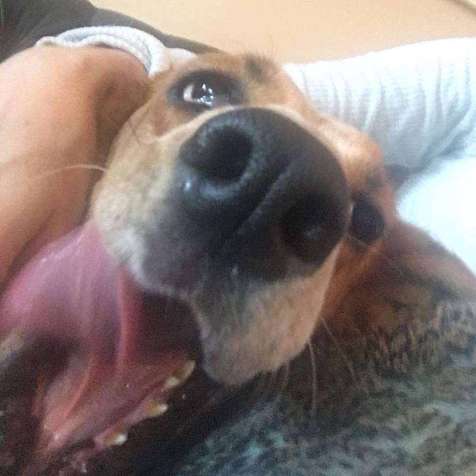 coonhound lab dog rescue Violet