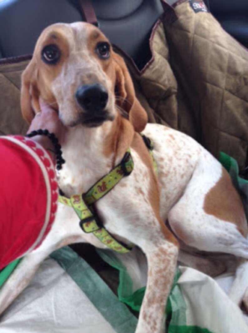 coonhound lab dog rescued