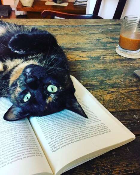 Cat with coffee on table