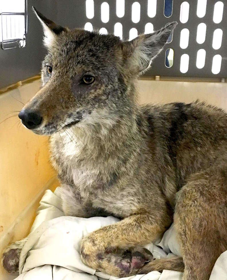 Sick coyote found in schoolyard