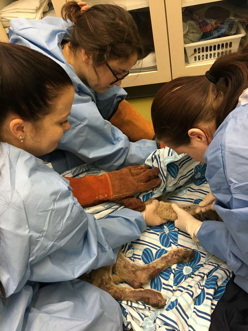 Sick coyote getting help from wildlife rescuers
