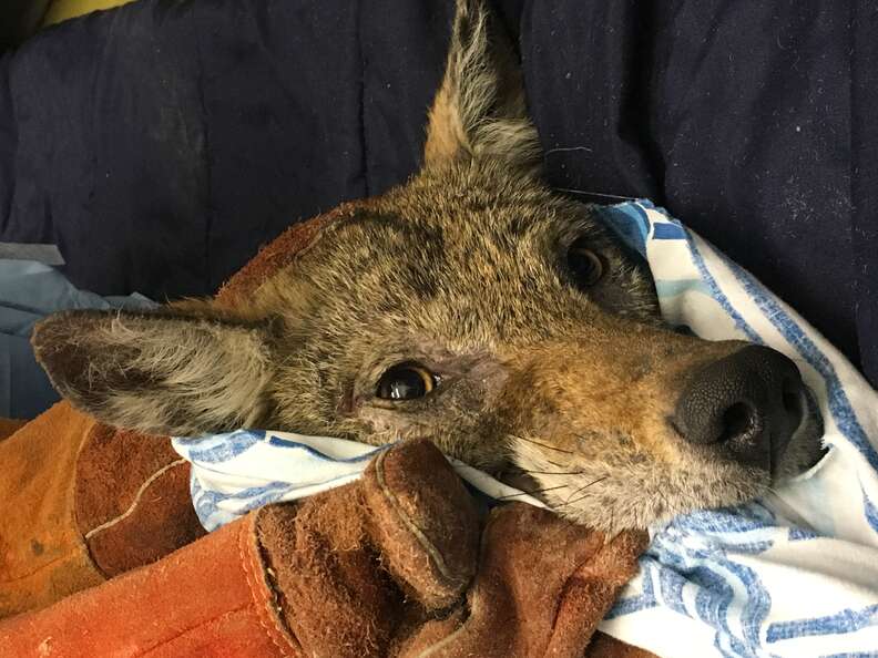 Sick coyote found in schoolyard in Canada
