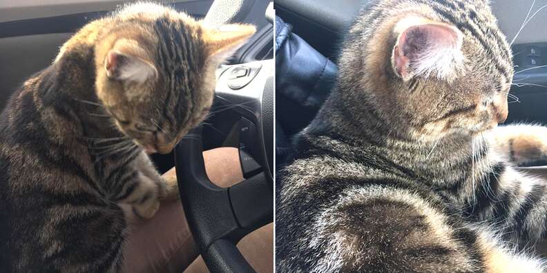 Stray cat who followed woman to car and sat in her lap
