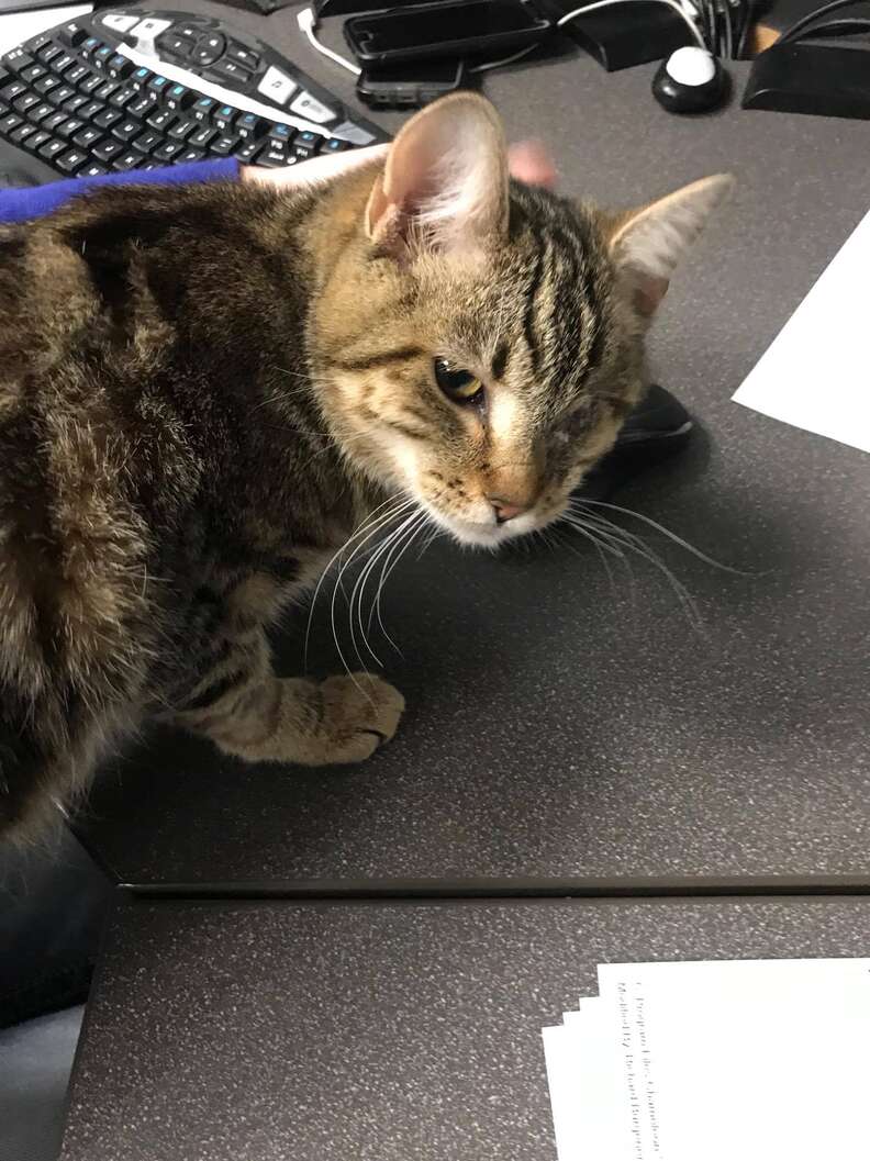 One-eyed cat at shelter in Utah