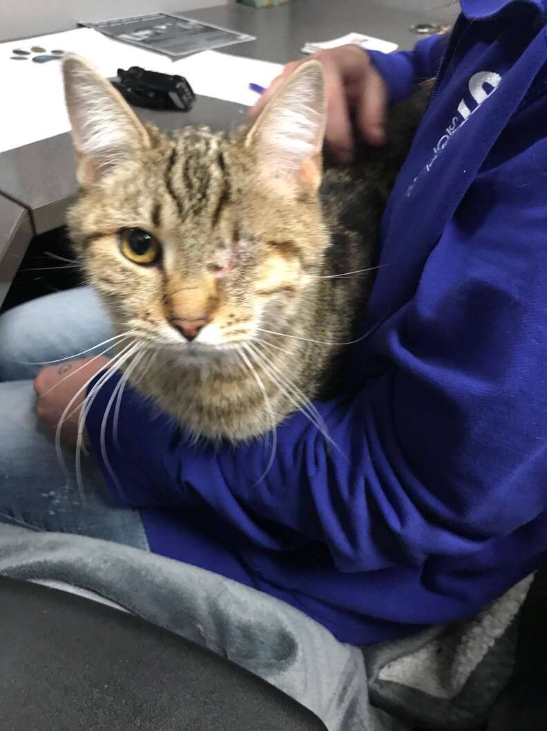 One-eyed cat needs home in Salt Lake County, Utah