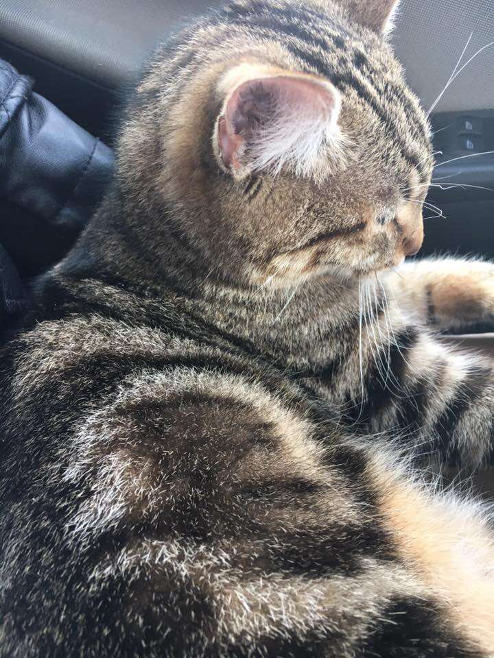 Stray cat climbs in woman's lap