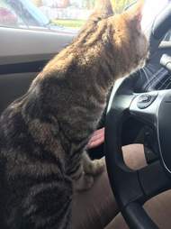Stray cat needs home in Salt Lake City