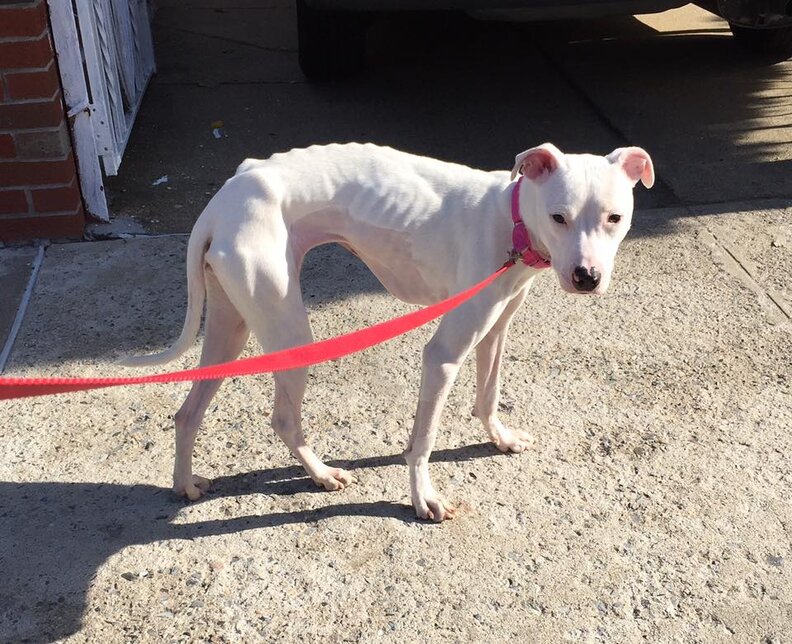 Vets Discover Tons Of String Stuck Inside Sweet Shelter Dog - The Dodo