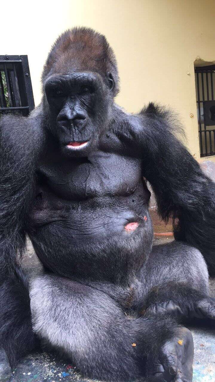 gorilla zoo florida