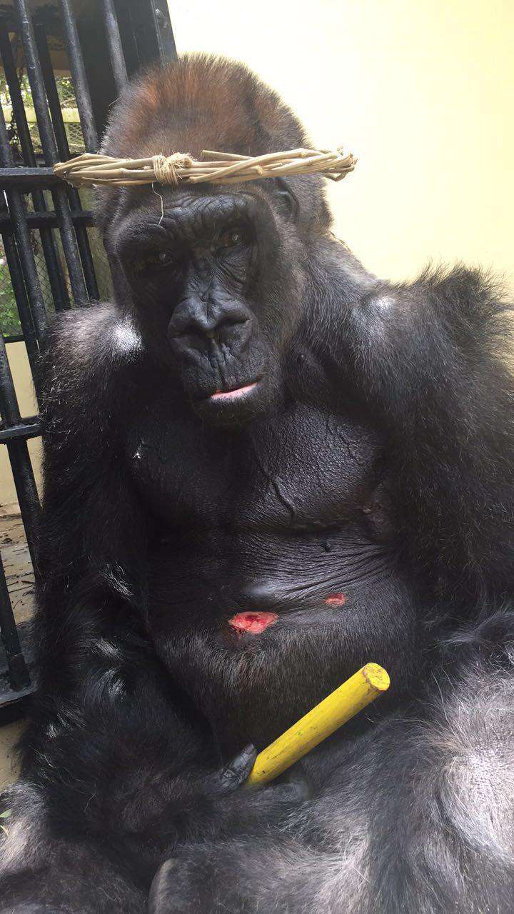 gorilla zoo florida
