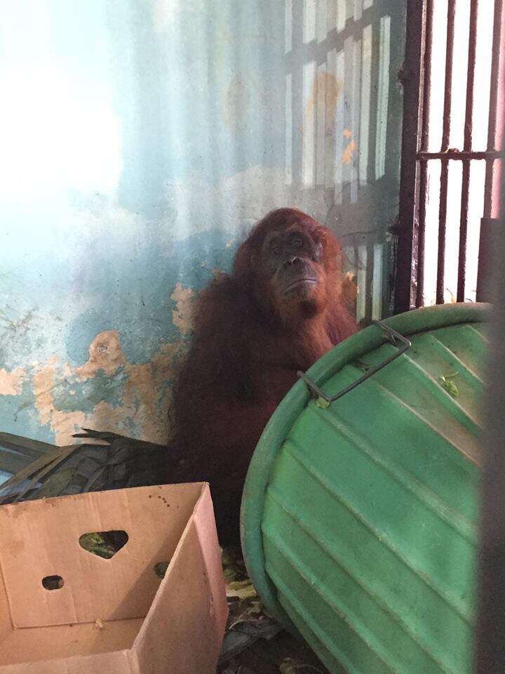 orangutan zoo florida