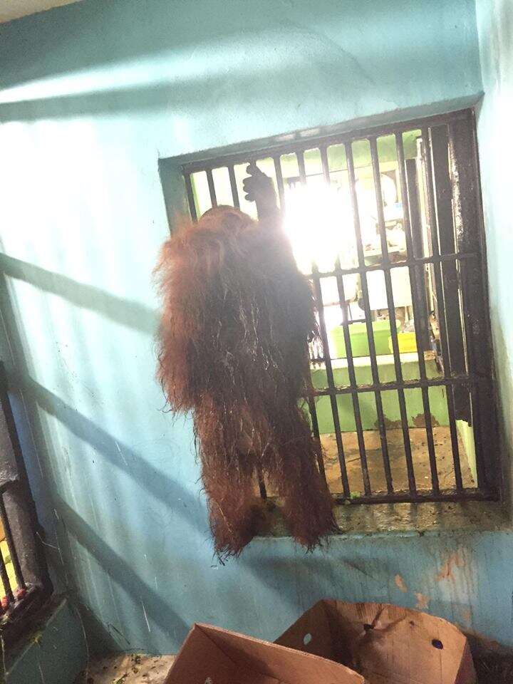 orangutan florida zoo