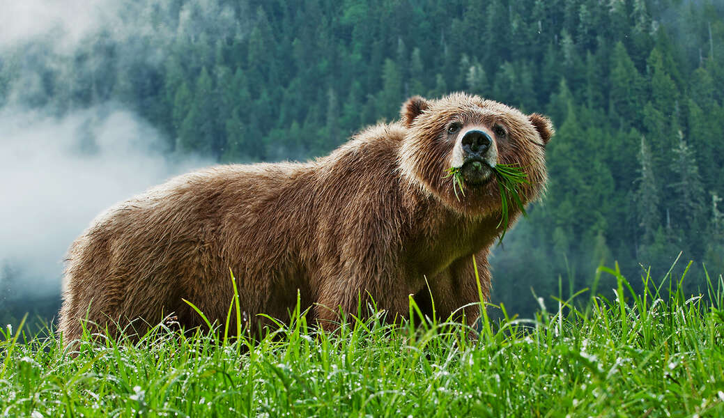 How do we protect Yellowstone grizzly bears? - Videos - Seeker