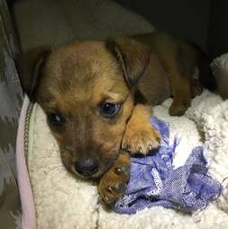 Stray puppy saved by tourists in Costa Rica