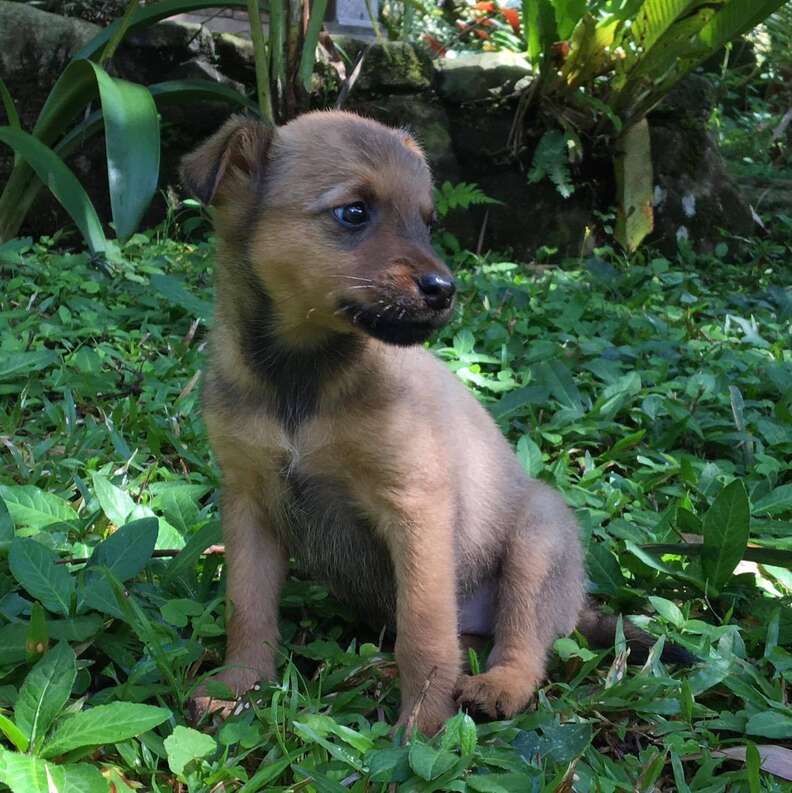 Stray puppy saved by tourists in Costa Rica