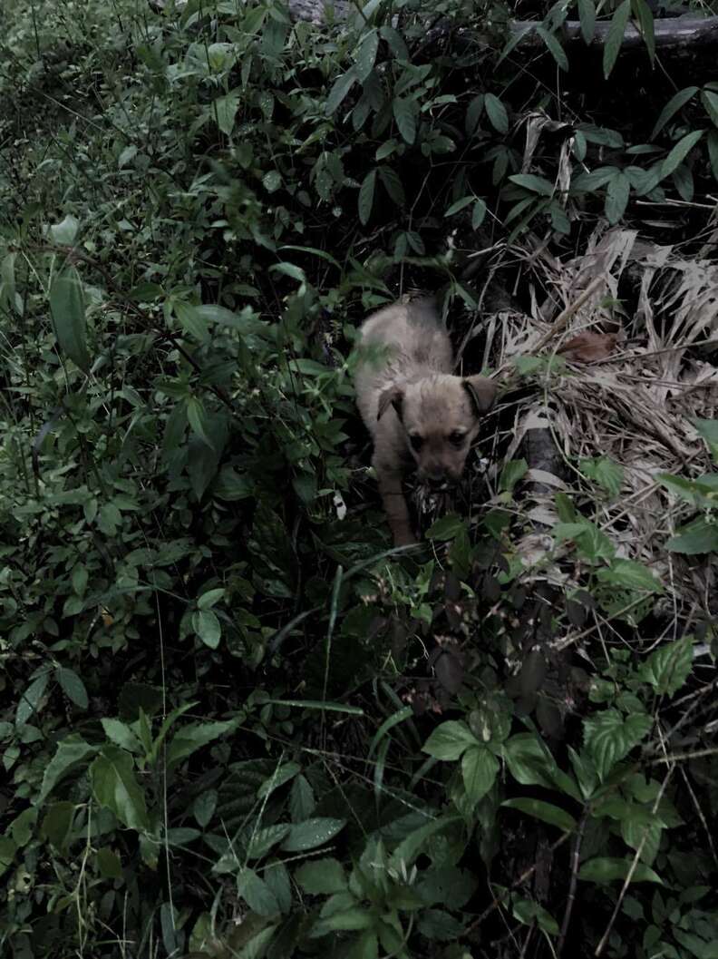 Stray puppy saved by tourists in Costa Rica