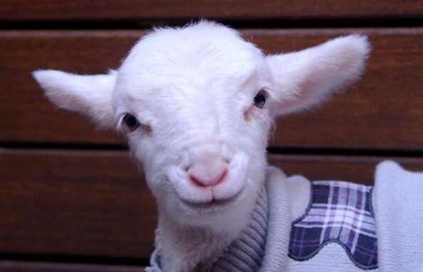 Portrait of rescue lamb