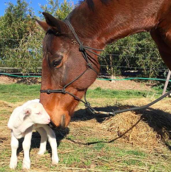 Rescue horse nuzzling a lamb