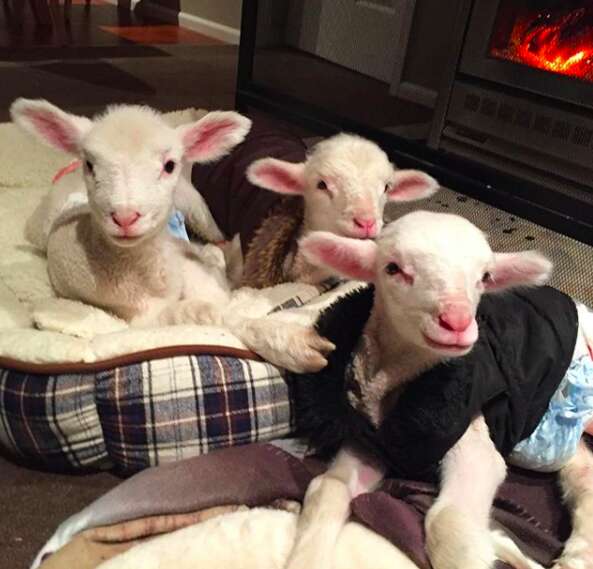 Lambs sleeping in dog beds in front of fireplace