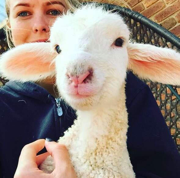 Woman holding fuzzy rescued lamb
