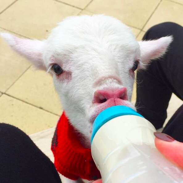 Lamb drinking milk from bottle