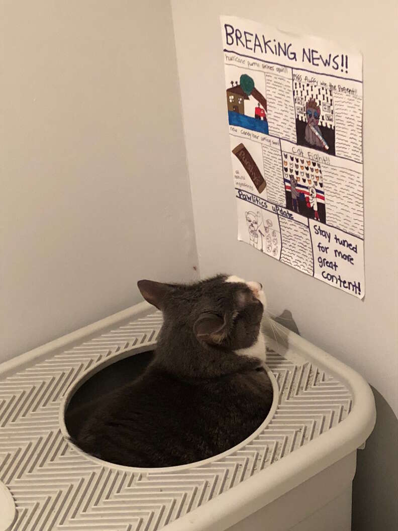 kids make newspaper for cat to read on the litterbox