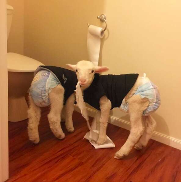 Lambs getting into trouble by chewing toilet paper