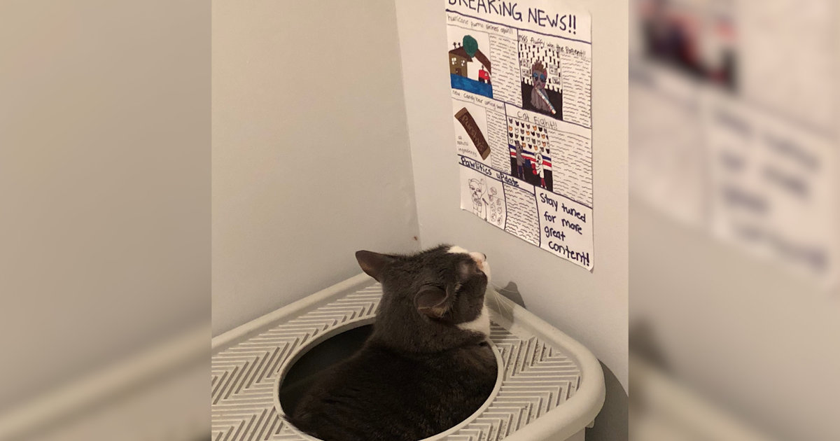 Cat Gets A Special Newspaper To Read While He's In His Litter Box The