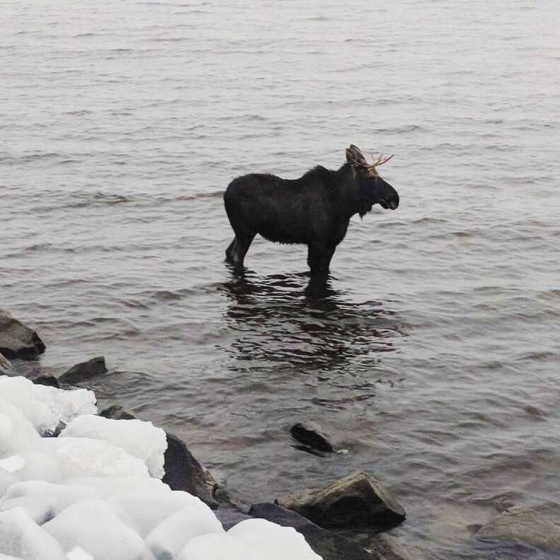 Stranded moose in North Bay, Ontario