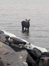 Stranded moose in North Bay, Ontario
