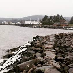 Stranded moose in North Bay, Ontario
