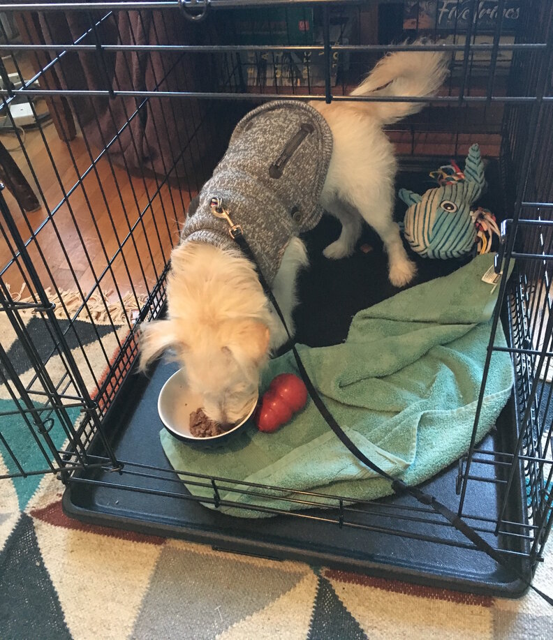 How To Crate Train A Puppy - The Dodo