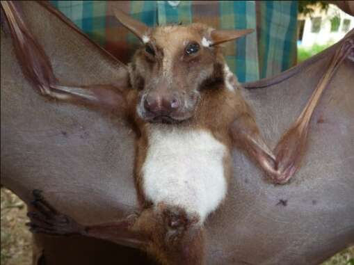 real giant bat