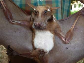 African Fruit Bat Looks Like A Dog With Wings The Dodo