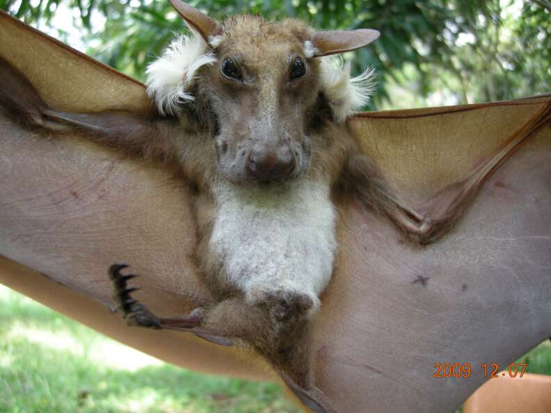 real giant bat