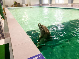 Wild Dolphins Kept In Basement Swimming Pool At Armenian Hotel The Dodo