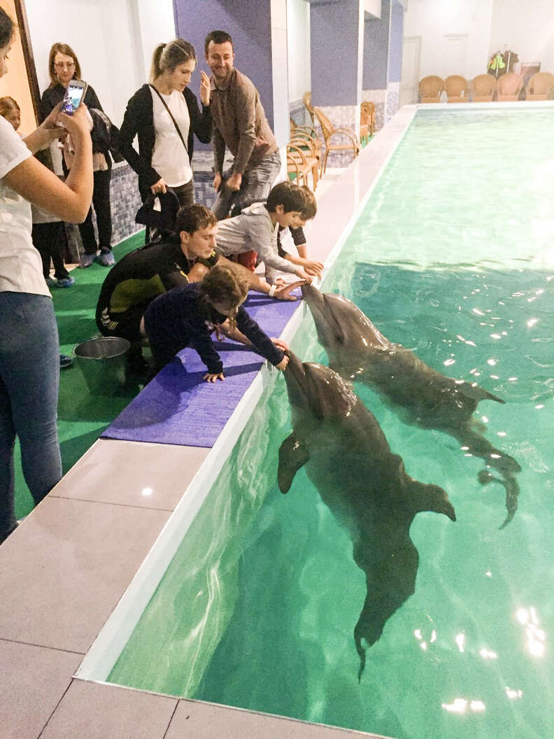 Wild Dolphins Kept In Basement Swimming Pool At Armenian Hotel - The Dodo