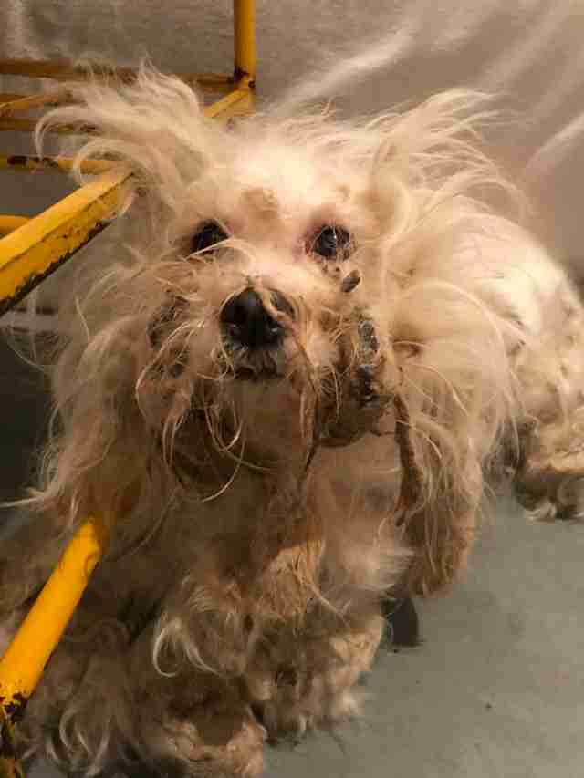 matted dog rescue Chicago Illinois
