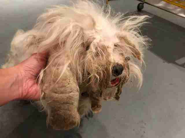 Poodle Mix With Matted Fur Smiles After Haircut - The Dodo