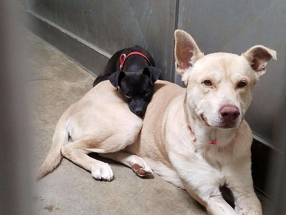 Bonded dogs snuggling together in California high kill shelter