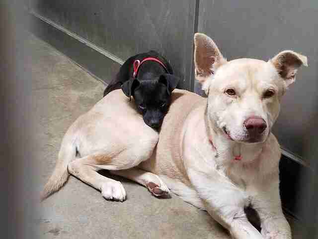 Little Dog Stuck In Shelter Won T Leave His Big Friend S