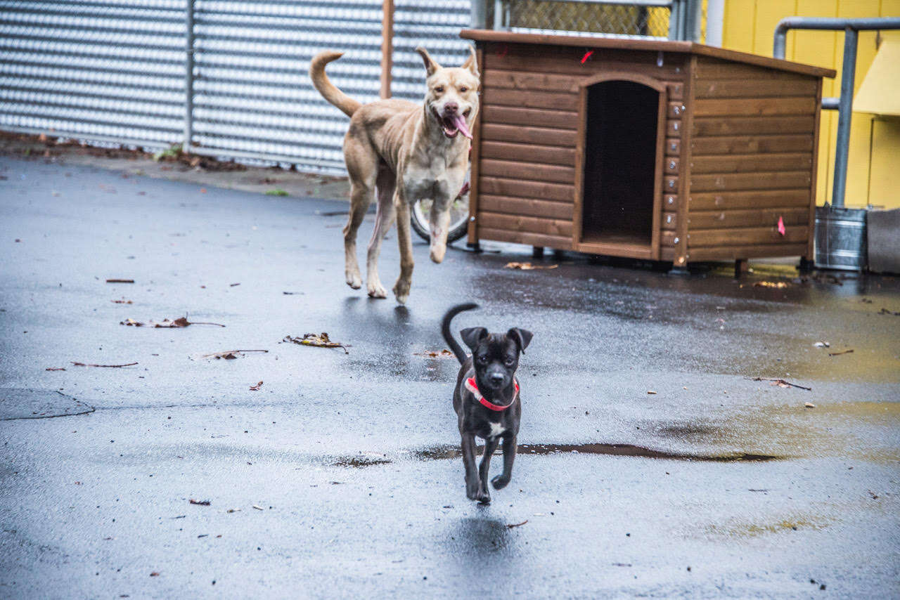 Bonded dogs running together on concrete