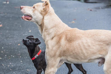 Bonded dogs standing together