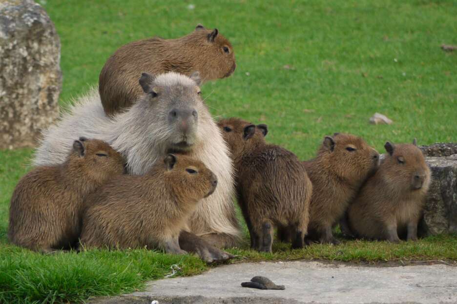 Family Of Capybaras Make Surprise Visit To Factory In Brazil - The Dodo