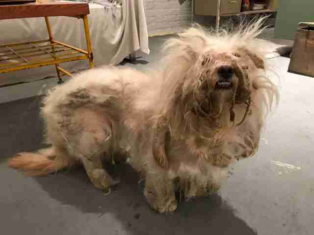 matted dog rescue chicago Illinois