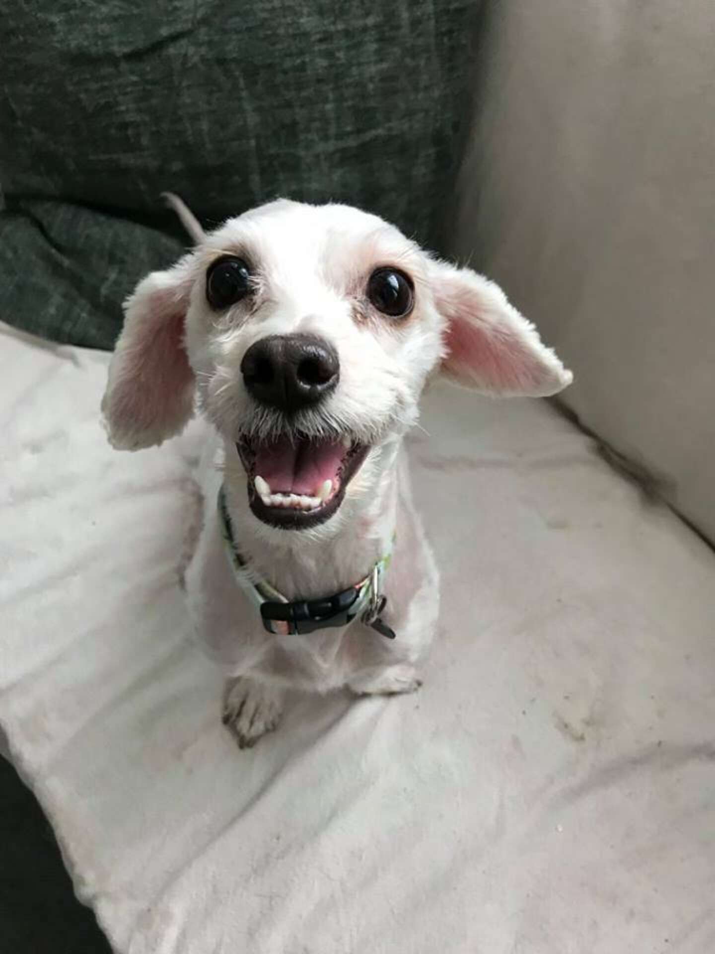 Poodle Mix With Matted Fur Smiles After Haircut - The Dodo