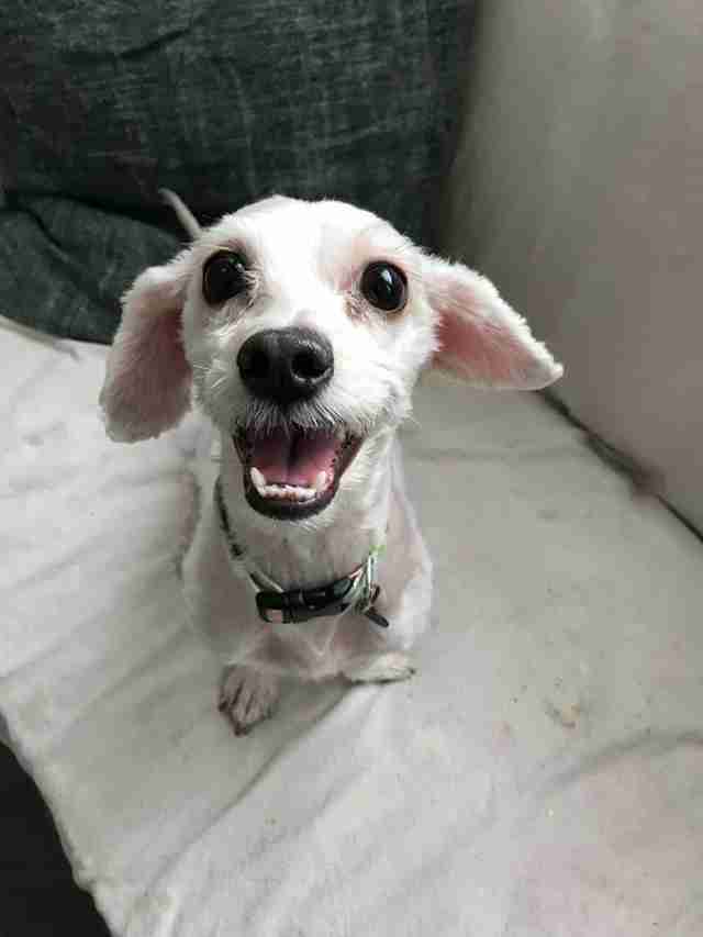 matted dog rescue chicago Illinois